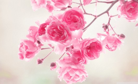 pink_roses_flowers-wallpaper-1920x1080 (800x450)